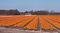 Lisse, tulip field near the Lisserbeek