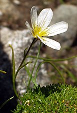 G. serotina, Hochgolling, Austrija