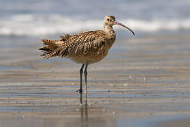 a Long-billed curlew wading in shallow water