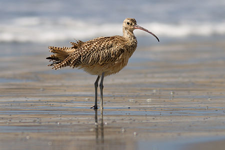 Long-billed curlew, by Frank Schulenburg