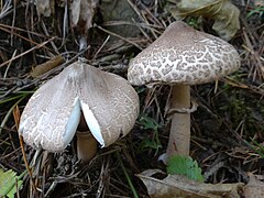 Macrolepiota mastoidea