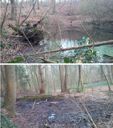 Der stetig wasserführende Quellbereich des 1. Quellbaches (Mirbach) des Alfterer Bornheimer Baches (2 Aufstauungen)