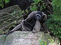 Mueller's Bornean Gibbon