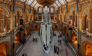 מבואת הכניסה של המוזיאון להיסטוריה של הטבע בלונדון, אנגליה. במבואת המוזיאון שלד של לווייתן כחול המכונה "הופ", אורכו 25.2 מטרים והוא תלוי מהתקרה