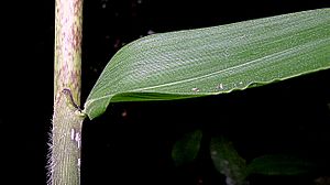 Olyra latifolia