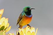 sunbird with glossy bluish-green head, blackish face, brownish-green upperparts, orange underparts turning yellow towards the bottom, and purple chestband