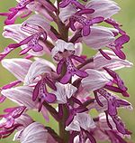 Anexo:Especies de Orchis