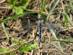 Orthetrum coerulescens