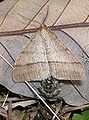 Pachyerannis obliquaria, mating pair – winged male above, small wingless female below
