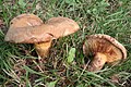 !!! Paxillus involutus !!!