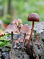 (9) Mycena haematopus