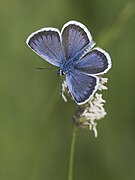 Avers d'un mâle.