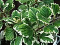 Plectranthus coleoides