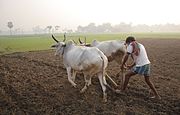 Indian agriculture dates from the period 7,000–6,000 BCE, employs two thirds of the national workforce, and is second in farm output worldwide. Above, a farmer works an ox-drawn plow in Kadmati, West Bengal.
