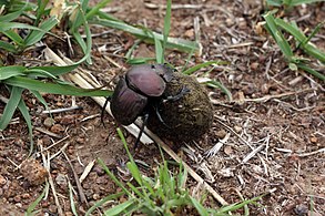 the beetle climbs onto the ball