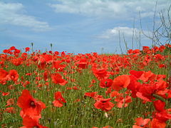 Poppies in field near Kelling June 2002