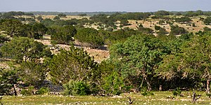 Ranchland seen from Highway 336, Real County (14 April 2012)