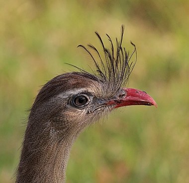 Red-legged seriema