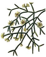 Rhipsalis pilocarpa