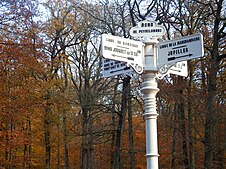 La forêt de Bercé et ses nombreux carrefours en étoile. Cet aménagement de carrefour en étoile témoigne de l'utilisation de la forêt de Bercé pour la chasse à courre.