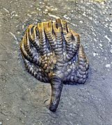 Forbesiocrinus (Carboniferous, Indiana)