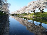 新境川の百十郎桜（岐阜県）