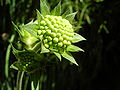 Knospen der Wald-Witwenblume (Knautia dipsacifolia)