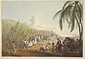 Image 13Sugar plantation in the British colony of Antigua, 1823 (from History of the Caribbean)