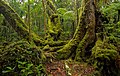 Image 31Antarctic beech old-growth in Lamington National Park, Queensland, Australia (from Old-growth forest)