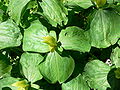 Yellow trillium