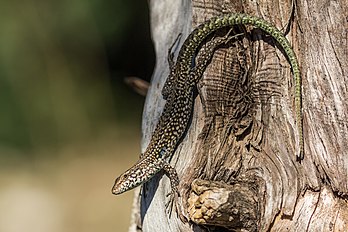 Un lézard tyrrhénien, lacertidé endémique de la Corse et de la Sardaigne. (définition réelle 3 246 × 2 164)