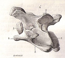 Vue latérale d'une 6e vertèbre cervicale (Vertebra cervicale) de cheval (Equus caballus), in Traité d'anatomie comparée des animaux domestiques par Auguste Chauveau et Saturnin Arloing, page 32, J.B. Baillière et Fils (Paris), 1890.