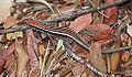 Lézard des rochers du Soutpansberg, Vhembelacerta rupicola.