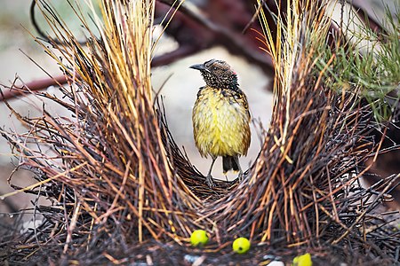 Western bowerbird, by JJ Harrison