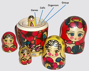 David Sloan Wilson compared multilevel selection to a nested set of Russian dolls