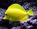 Image 13The usually placid yellow tang can erect spines in its tail and slash at its opponent with rapid sideways movements (from Coral reef fish)