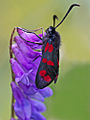 六星燈蛾 Zygaena filipendulae