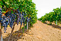 Vineyard in Shabo