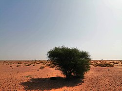 Landscape of Tamanrasset Province