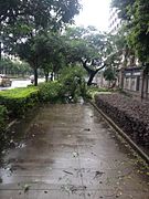 台風による倒木（福州市）