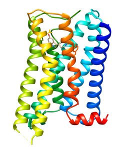 5-HT1E-Rezeptor