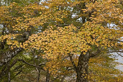 黄葉（丹沢山地）