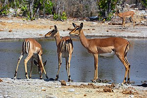 Impala