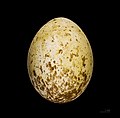 Egg of wedge-tailed eagle