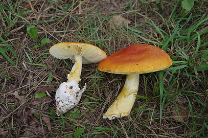 Amanita caesarea.