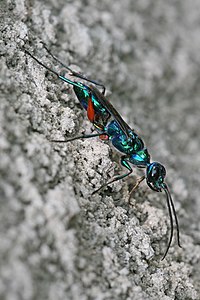 Emerald cockroach wasp, by Muhammad Mahdi Karim