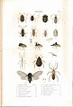 Plate 12 from: C.J.-B. Amyot and J. G. Audinet-Serville (1843). Histoire naturelle des insectes. Hémiptères. Paris, Librairie encyclopédique de Roret.