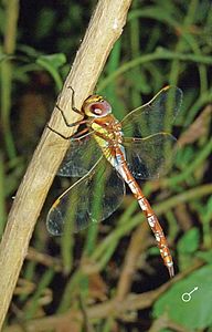 Anaciaeschna jaspidea, male (ventral view)