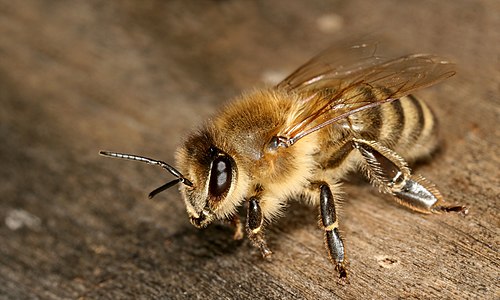 Carniolan honey bee, by Richard Bartz
