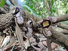 Aristolochia cathcartii